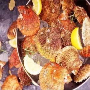 산지직송 통영 제철 비단가리비1kg 세척가리비