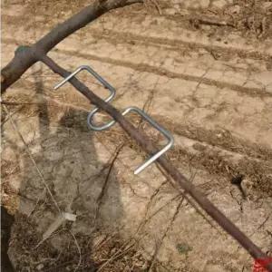 나무가지 고정 클립 지지대 고추대클립 나무 묘목