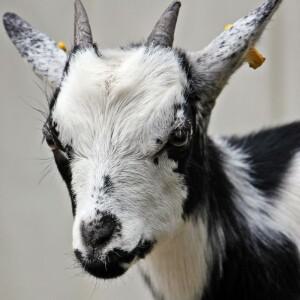 3개의 노즐이 있는 휴대용 공기 펌프 에어 매트리스 팽창기/수축기 풍선식 보트 수영 링용