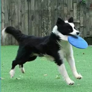 [반려] 원반 색상랜덤 프리스비 고무 1P 강아지 15cm 소프트