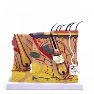 피부 모형 조직 피부과 교구 피지선 해부 실습 과학 교육 혈관