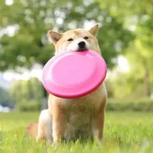 [골드스마일]프리스비 개장난감 원판장난감 강아지장난감 원반