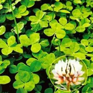 새싹키우기 화이트클로버 풀씨 지피 식물 씨앗 품종 종자 300g