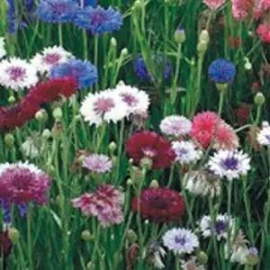 정원꾸미기 수레국화 꽃 씨앗 야생화 꽃씨 종자 품종 정원 500립