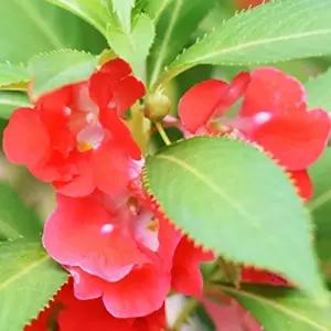 봉선화씨 정원 야생화 꽃씨 종자 봉선화 원예 품종 씨앗 5000립