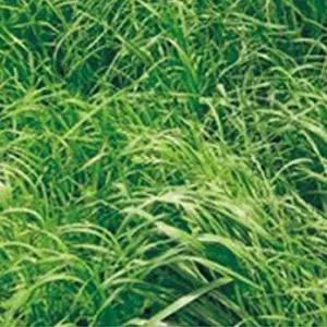 새싹키우기 이탈리안라이그라스 사료 녹화 씨앗 품종 종자 400g