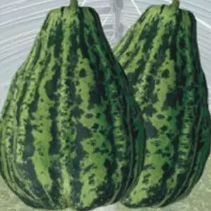 정원꾸미기 개구리 과일 참외 씨 씨앗 발아 종자 품종 50립