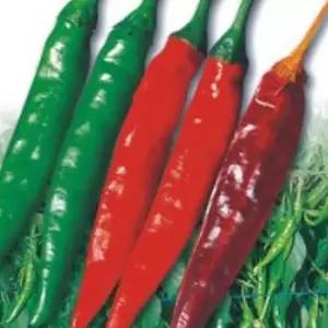 풋고추 다수확 매운 신홍 풋 고추 품종 씨 종자 씨앗 100립