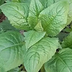 나물류 곤드레 씨앗 산나물 종자 400g 국산 산지직송 자연재배