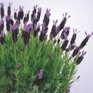 정원꾸미기 라벤더 야생화 꽃씨 종자 허브 품종 씨앗 100립