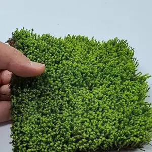 넝쿨식물 서리이끼 양지 식물 이끼 분경 석부작 넝쿨 덩쿨