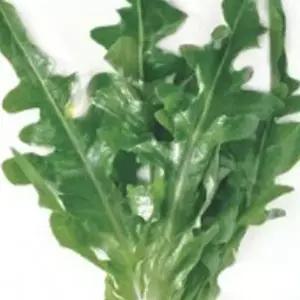 오크린씨 그린청옥오크린 청오크린 품종 상추 종자 씨앗 1000립