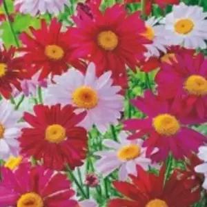 화단꾸미기 페르시안 핑크 제충국 국화과 종자 씨앗 품종 200립