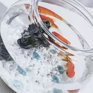 [원오안전] 키우기 플라스틱 18X16cm 원형 금붕어키우기 구피 알비노폴레드구피 둥근 어항 베타 (본품)