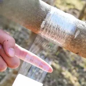 [골드스마일]식물 접목 테이프 원예용 고무 줄 5cm