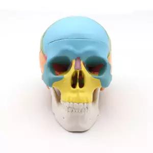 두개골 모형 분리 교구 분해 해골 실습 자석 학교 머리뼈