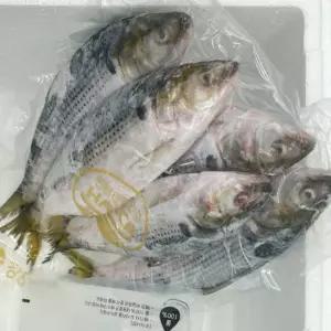 냉동 전어 1kg [BHA29295]