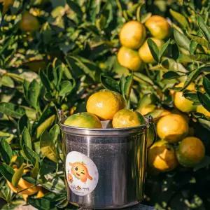 [제주] 제주 최남단 체험감귤농장