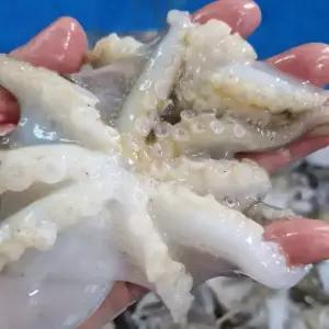 급냉 쭈꾸미 주꾸미 샤브샤브 재료 1kg