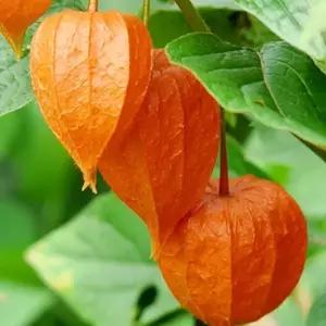 식용꽃 약용 식용 꽃 야생화 꽃씨 종자 꽈리 씨 씨앗 먹는꽃