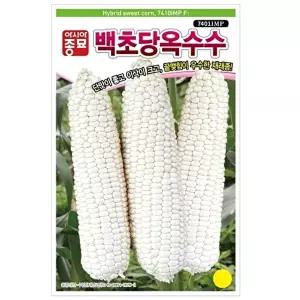 씨앗 단맛 큰이삭 백초당 옥수수 옥수수종자