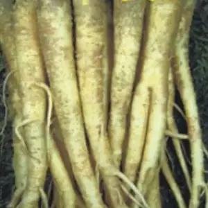 도라지품종 국산 산천 도라지 씨앗 작물 품종 산채 종자 12000립