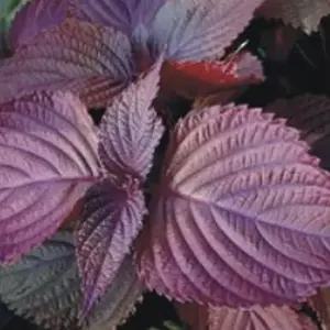 자소씨 적 자소엽 자소 차조기 차즈기 종자 품종 씨앗 2g