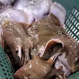 [장보리]국내산 활 간재미 1kg 내외