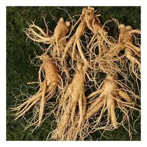 6년근 난발삼(대) 750g(9에서10뿌리)