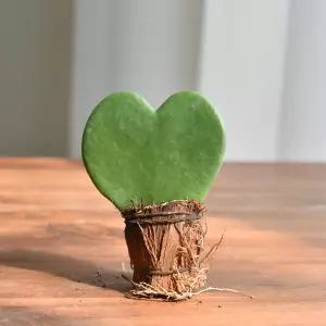 필플랜트 미니다육식물 하트호야 식물만 선인장 다육이