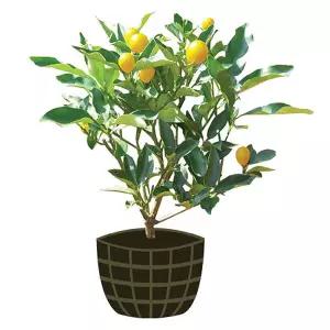 3년생 묘목/제주도농장/감귤/금귤/낑깡/한라봉/묘목/오렌지/화분/분재/나무/과실수/공기정화