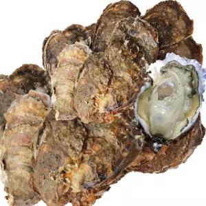 하동 섬진강 자연산 100% 토종 벚굴 강굴 4kg