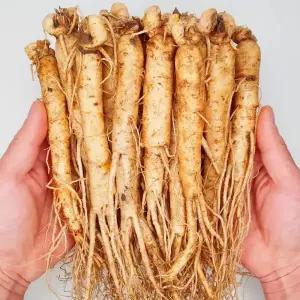 금산인삼 수삼 세척 4~6년근 원수삼 600g 18~24뿌리
