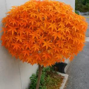 챈단풍나무 묘목 홍단풍 붉은잎 정원조경나무 단풍 첸 묘목 관상수 노지월동 (목하원예조경)