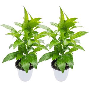 꽃집아가씨 [2개묶음]야래향(중) 화분지름 15cm 모기퇴치식물 특별가 프로모션
