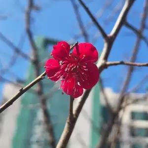 [충북농원] 설중매 홍천조 매화나무 묘목 - 1년생/접목묘