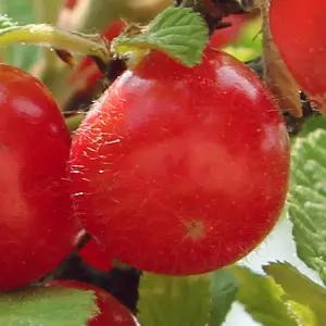 [할인상품] 앵두나무 묘목 - 2년생/접목묘