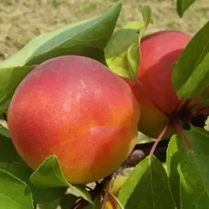 [충북농원] 샤이니 플럼코트 (자두+살구) 나무 묘목 - 1년생 접목묘