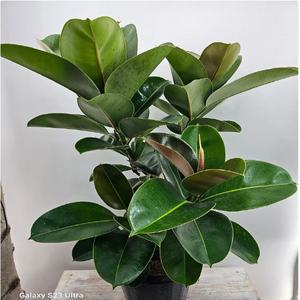 가지가 있는 인도고무나무(대품) 산소짱 높이 70~90cm