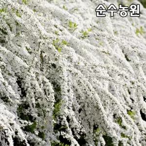 조팝나무(흰꽃) 묘목 키80cm(분) 3개/생울타리/꽃나무