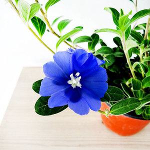 에덴플랜트 아메리칸블루 지름10cm포트 파란꽃 야생화 꽃식물 사계절꽃 감성식물