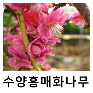 매화나무 묘목 수양홍매화 접목1년 2주묶음