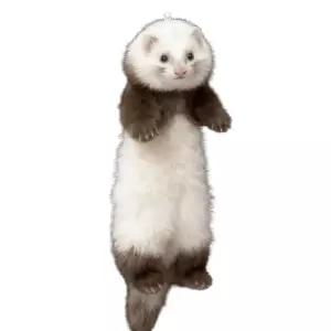 페럿 인형 가방 고리 장식 동물 선물 족제비 키링 봉제 대형