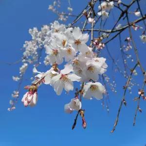 묘목/벚나무 능수부사벚(수양부사벚)접목 1년 KJ703