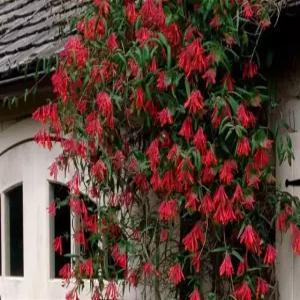 인동 드롭모어 스칼렛 P9 포트묘 여름꽃 덩굴식물 넝쿨식물 금은초 금은화 노지월동