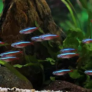 열대어 카디날 테트라 5마리