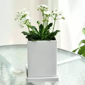 긴사각 화분 14x14x20 인테리어 식물인테리어 축하 개업 선물 카페 까페 실내 사무실 회사 선반 개업식 호