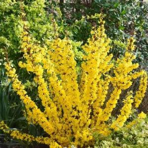 개나리 미카도르 P9 포트묘 왜성종 직립 꽃나무 노지월동 묘목