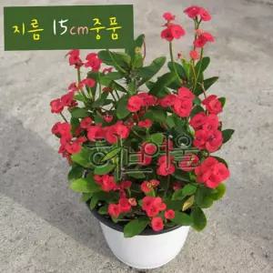꽃기린 레드 빨강 지름 15cm 중품다육화분 다육이 식물 화분