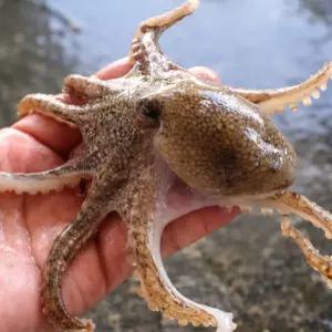 국내산 제철 봄 활 알 주꾸미 1kg